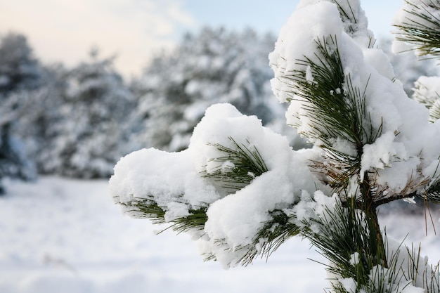 Close-up van een dennentak is bedekt met sneeuw