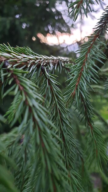 Foto close-up van een dennentak