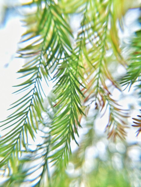 Foto close-up van een dennentak