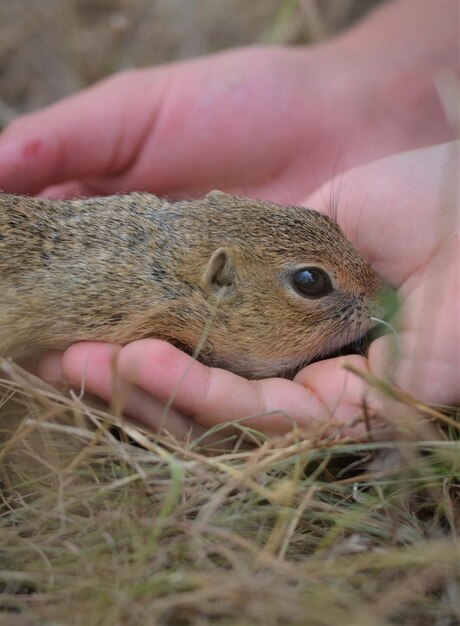 Foto close-up van een dier dat een hand vasthoudt