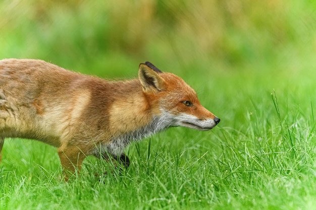 Foto close-up van een dier op het gras