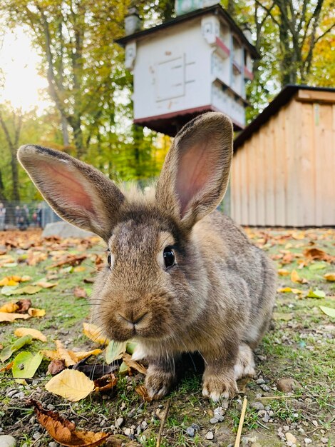 Foto close-up van een dier op het land