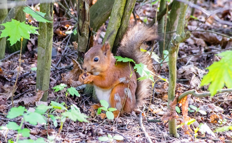 Foto close-up van een dier op het land