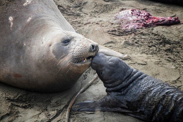 Foto close-up van een dier op het strand