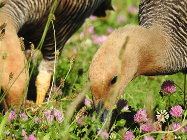 Foto close-up van een dier op het veld