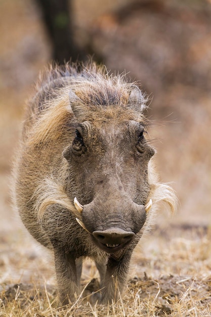 Foto close-up van een dier op het veld