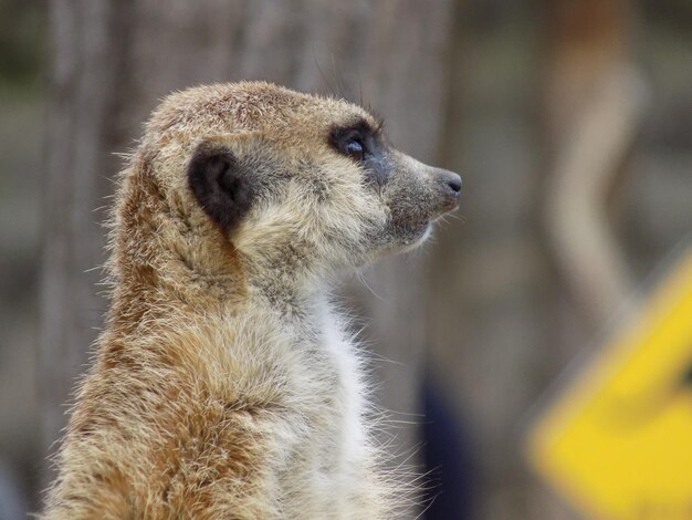 Foto close-up van een dier