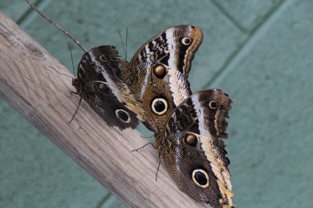 Foto close-up van een dier