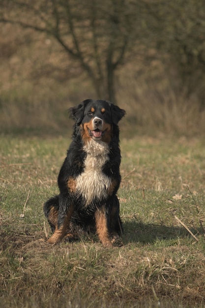 Foto close-up van een dier