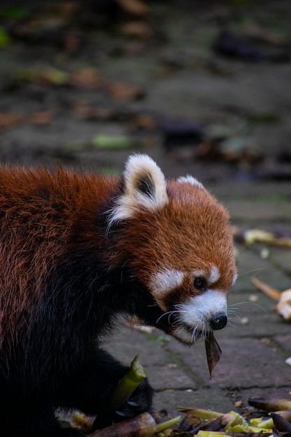 Foto close-up van een dier