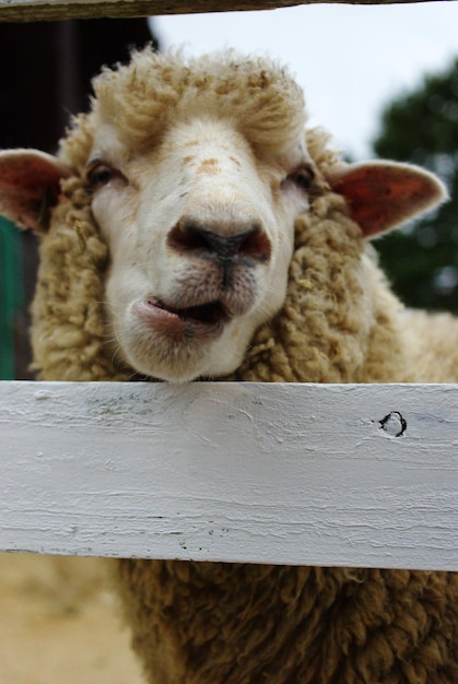 Foto close-up van een dierentuin