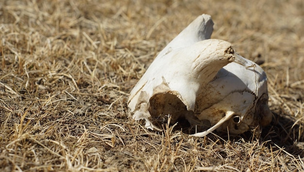 Close-up van een dierlijke schedel op het veld