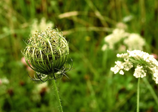 Foto close-up van een distelplant op het veld