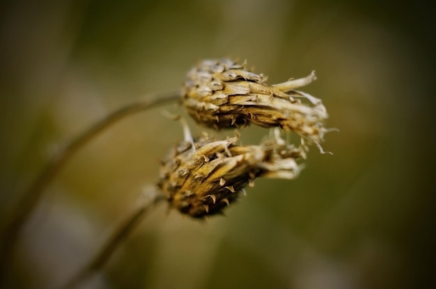 Close-up van een dode plant