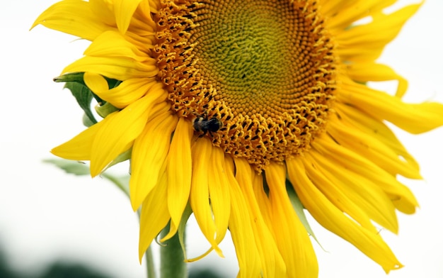 Close-up van een door bijen bestuivende zonnebloem
