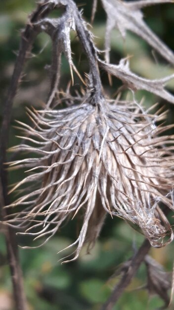 Foto close-up van een droge bloemboom