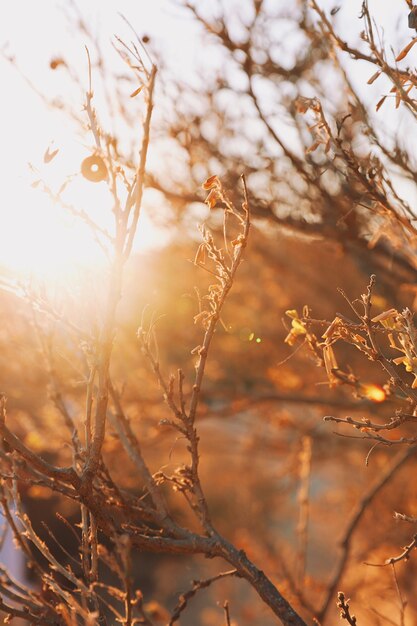 Foto close-up van een droge plant op het land