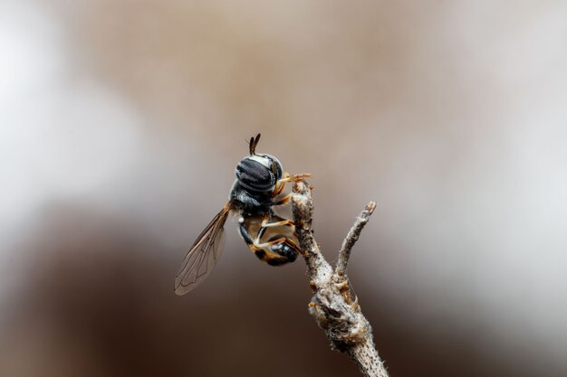 Close-up van een dronevlieg op een blad