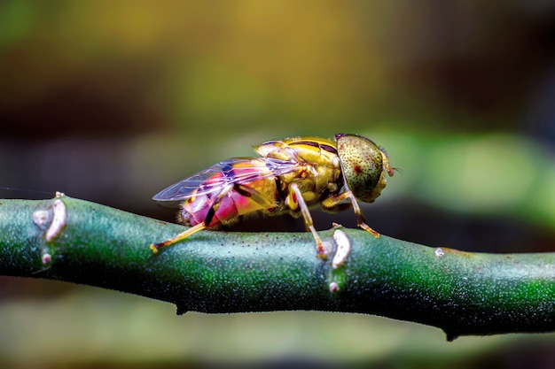 Close-up van een dronevlieg op een blad