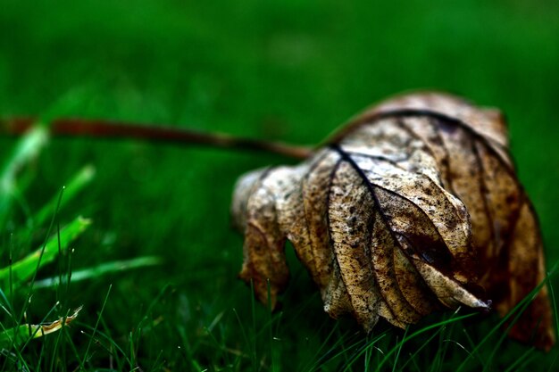 Foto close-up van een droog blad op gras