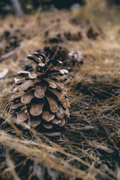 Foto close-up van een droog blad