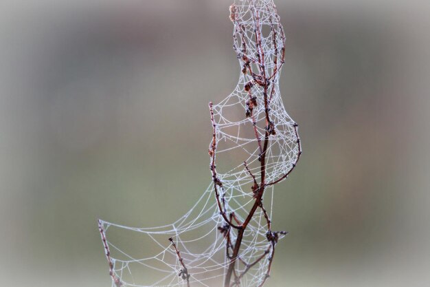 Foto close-up van een droog spinnenweb op een plant