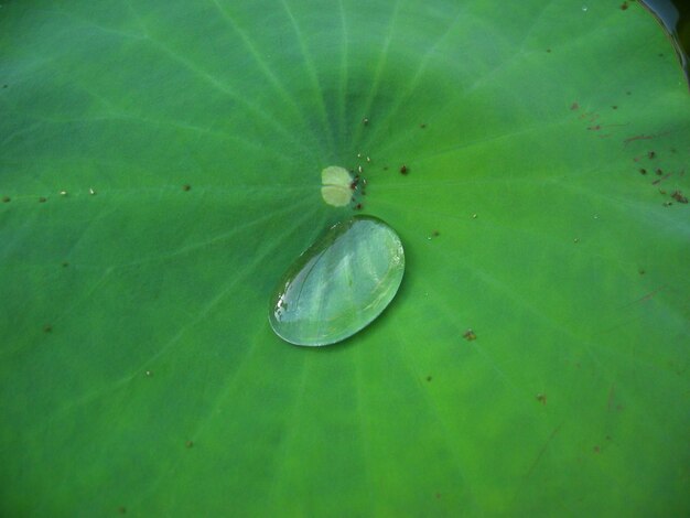 Foto close-up van een druppel op een groen blad