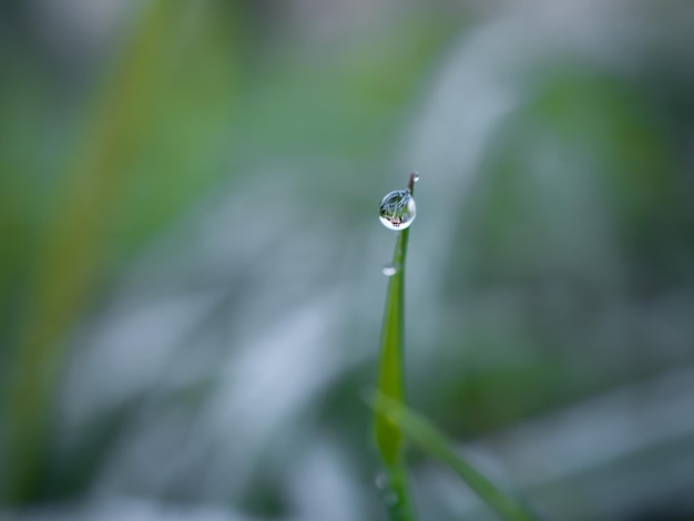 Foto close-up van een druppel water op een sprietje gras. dauw en eerste vorst op plantenbladeren wazige achtergrond