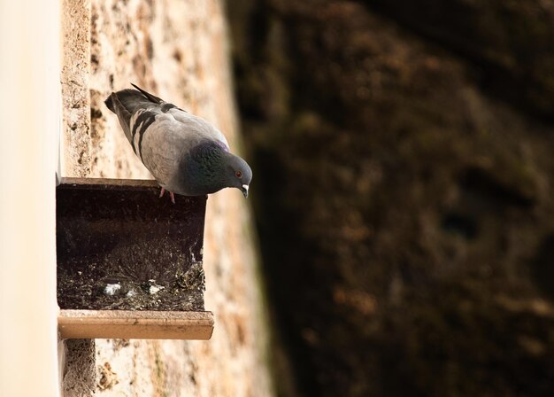 Foto close-up van een duif die op een muur zit