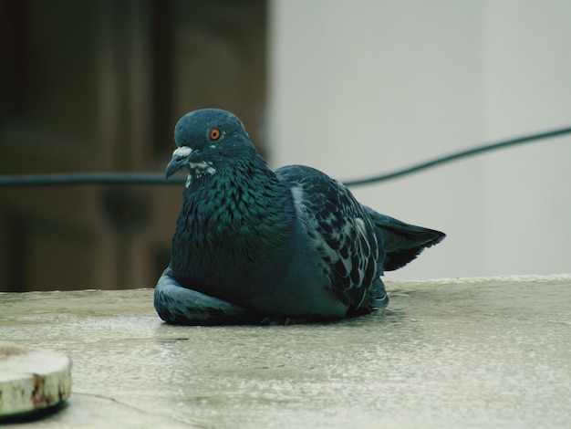 Foto close-up van een duif die op een reling zit