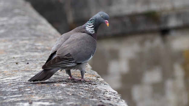 Close-up van een duif die op een winkelmuur zit