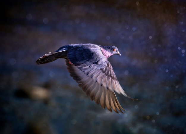Close-up van een duif die over zee vliegt