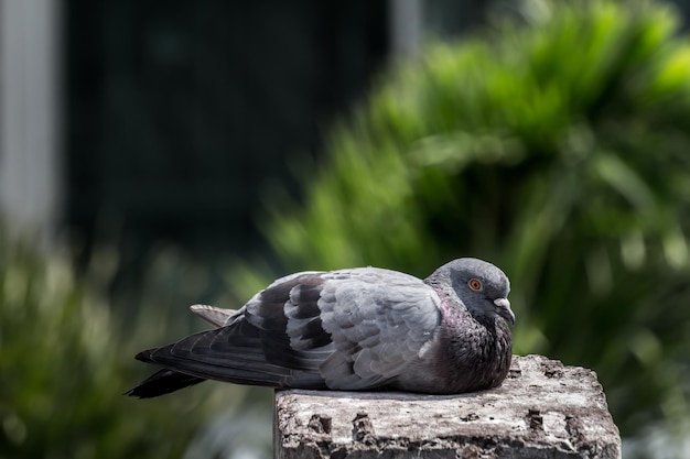 Close-up van een duif die zit
