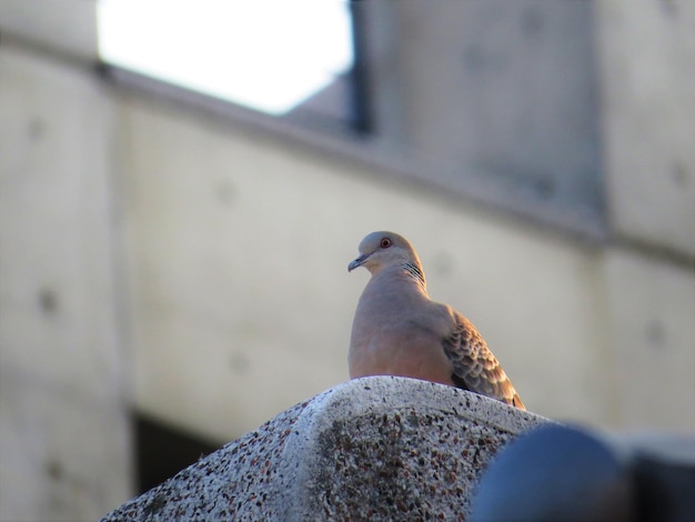 Close-up van een duif die zit