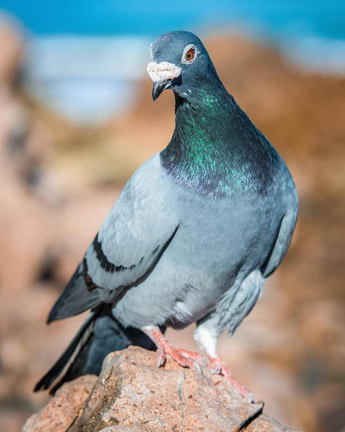 Close-up van een duif