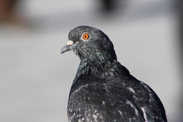Close-up van een duif