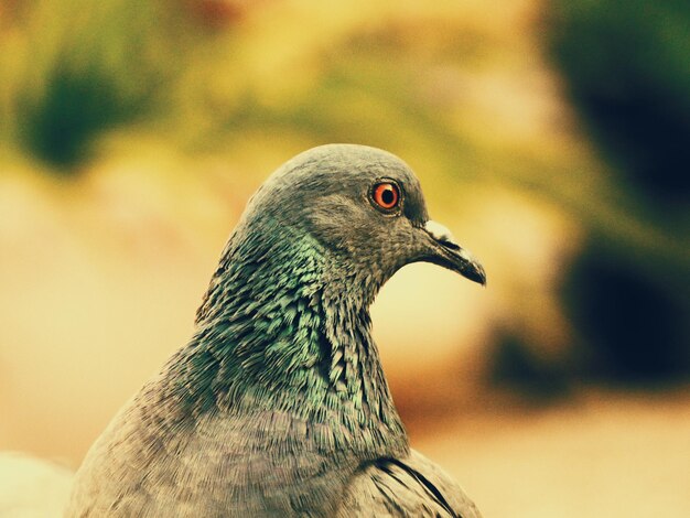 Foto close-up van een duif