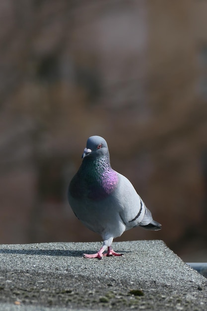 Foto close-up van een duif