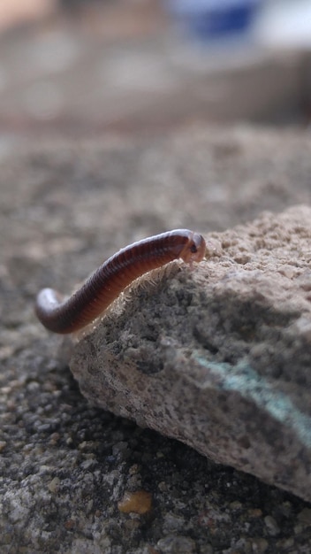 Close-up van een duizendpoot op een rots