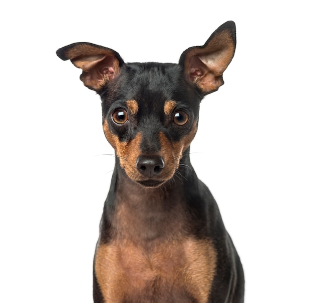 Close-up van een Dwergpinscher, geïsoleerd op wit