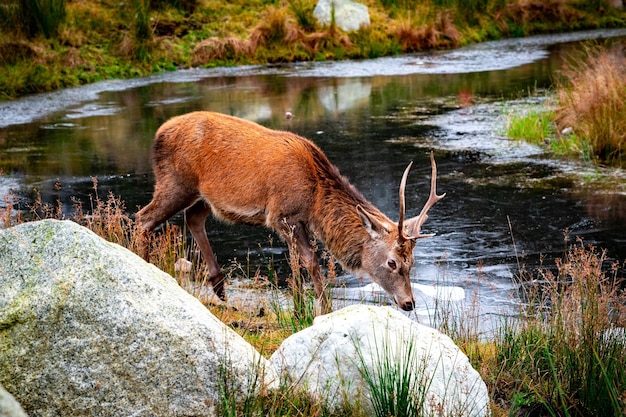 Close-up van een edelhert bij een vijver omringd door rotsen en groen in Glencoe, Schotland