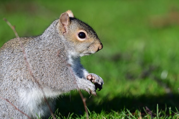 Foto close-up van een eekhoorn die gras eet