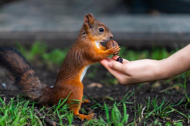 Close-up van een eekhoorn die voedsel eet
