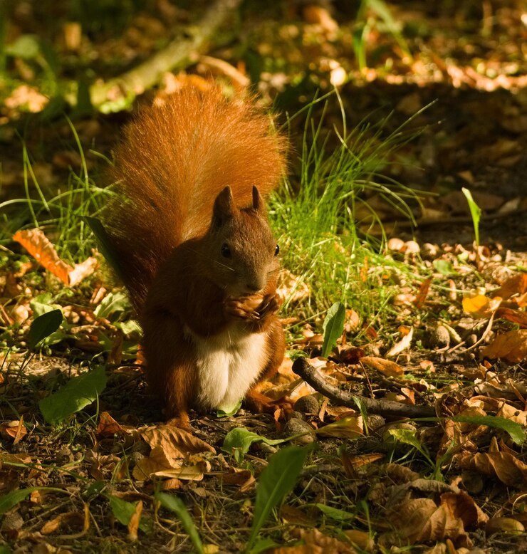 Foto close-up van een eekhoorn in het park