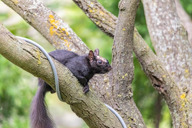 Foto close-up van een eekhoorn op een boom