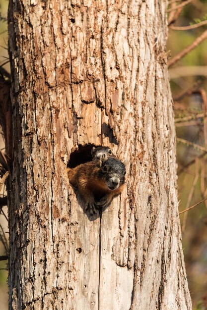 Foto close-up van een eekhoorn op een boomstam