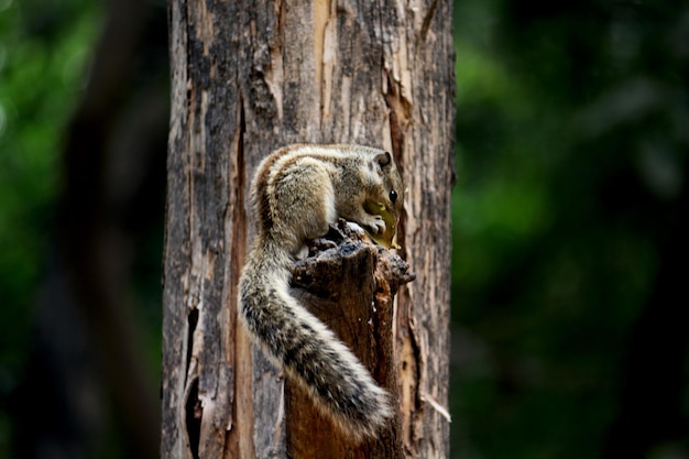 Foto close-up van een eekhoorn op een boomstam