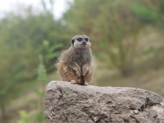 Foto close-up van een eekhoorn op een rots