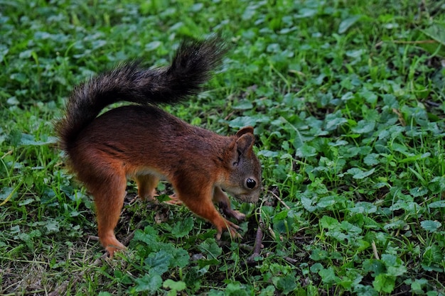 Foto close-up van een eekhoorn op het gras