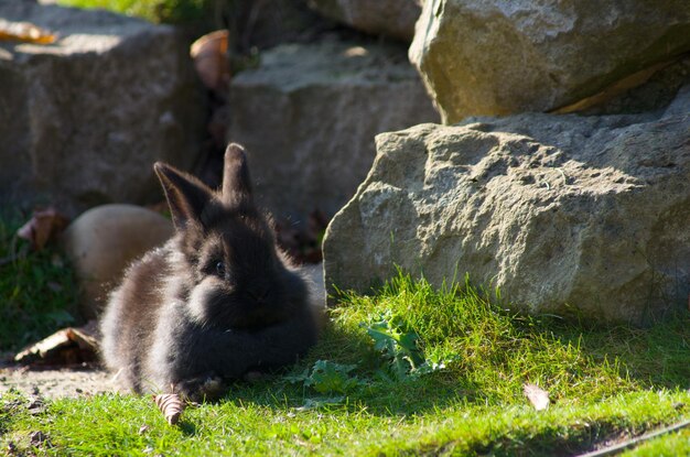 Foto close-up van een eekhoorn op het gras